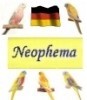 Nephema, Grassittiche & Mutationen